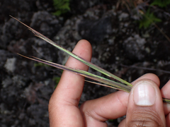 Andropogon virginicus, recorded vegetative