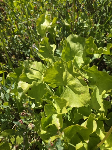 iNaturalist observation photo of white marsh marigold