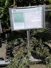 Chenopodium oahuense