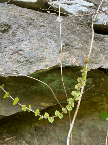 Triodanis perfoliata, photograph 2
