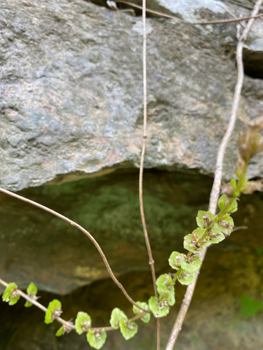 Triodanis perfoliata, photograph 3