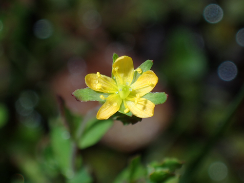 Hypericum parvulum observed 2026-07-12