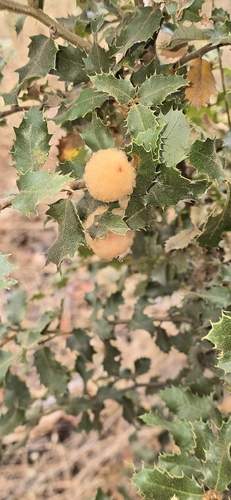 iNaturalist observation photo of Oak Gall Wasps