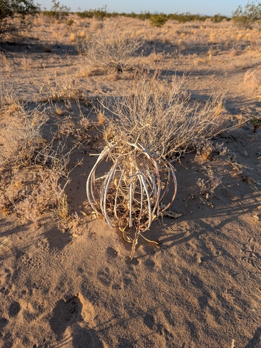 Oenothera deltoides, photograph 4