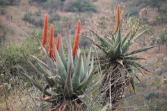 author not stated, no rights reserved Aloe candelabrum, photograph author not stated, no rights reserved