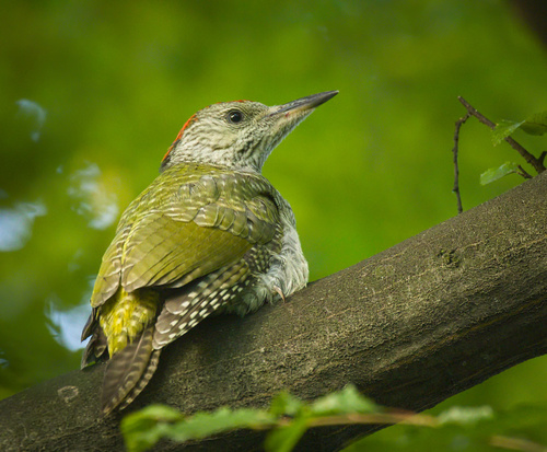 Foto de European Green Woodpecker
