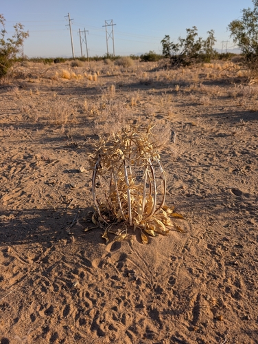 Oenothera deltoides, photograph 3
