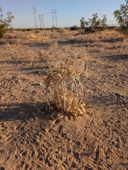 Oenothera deltoides, photograph (c) Jacob Saucier, some rights reserved (CC BY)