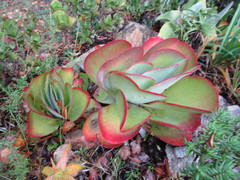Kalanchoe luciae