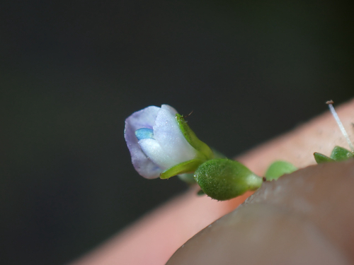 Veronica peregrina observed 2026-07-12