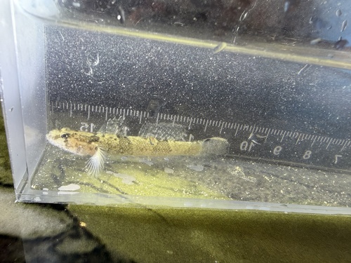 Callogobius okinawae observed 2026-07-12