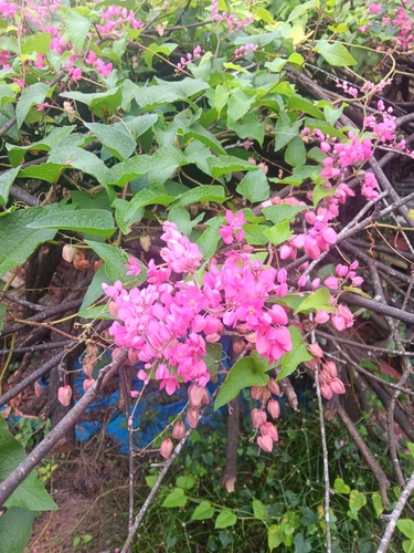 Coral Vine
