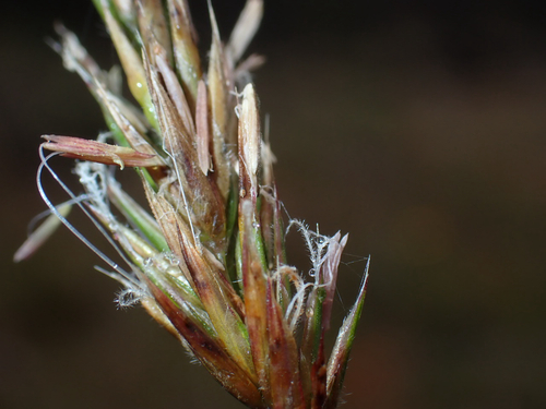 Anthoxanthum odoratum observed 2026-07-12