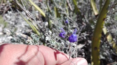 Salvia chamaedryoides