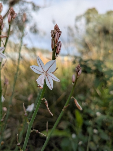Onion-Leafed Asphodel