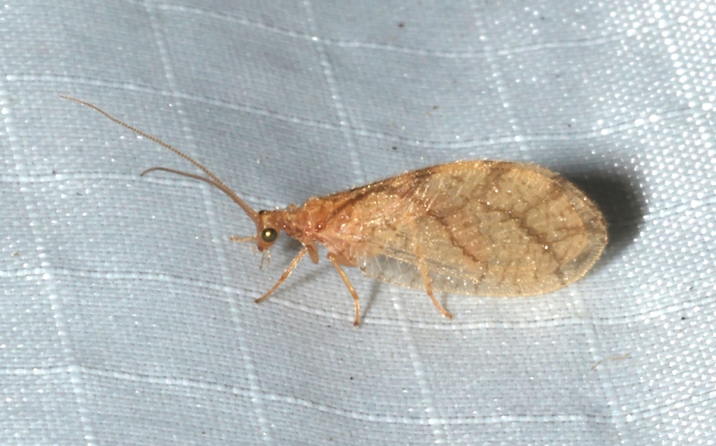 Micromus montanus