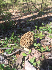 Morchella
