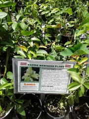 Diospyros sandwicensis
