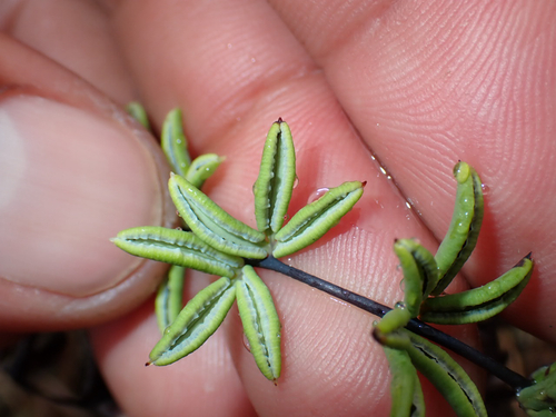 Pellaea ternifolia observed 2026-07-12
