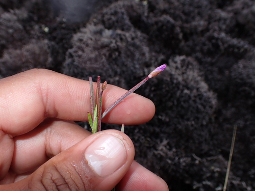 Epilobium billardierianum observed 2026-07-12