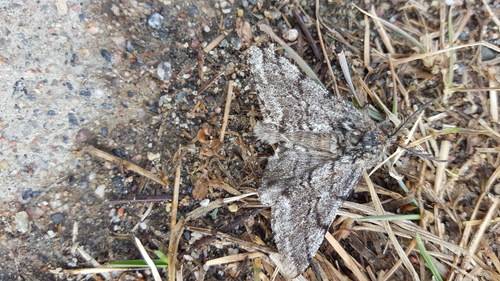 Stout Spanworm Moth photo 5