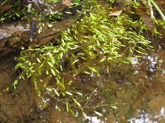 Utricularia uliginosa
