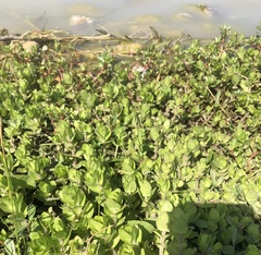 Bacopa rotundifolia