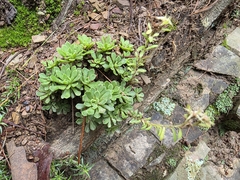 Sedum glaucophyllum, photograph (c) Harold Smith, some rights reserved (CC BY)