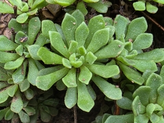 Sedum glaucophyllum, photograph (c) Harold Smith, some rights reserved (CC BY)