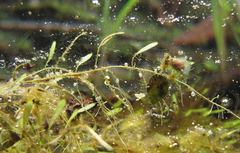 Utricularia uliginosa