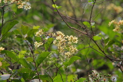 Cordia alba