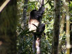 Propithecus edwardsi