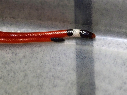 Gomes' Burrowing Snake