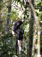 Propithecus edwardsi