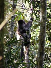 Propithecus edwardsi