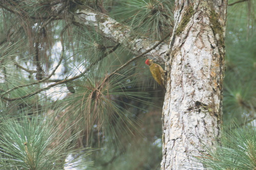 Stripe-cheeked Woodpecker (Piculus callopterus), photo 10