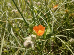 Sphaeralcea lindheimeri
