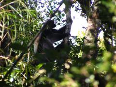 Propithecus edwardsi