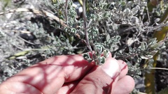 Salvia chamaedryoides