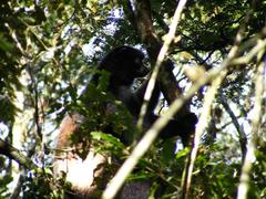 Propithecus edwardsi