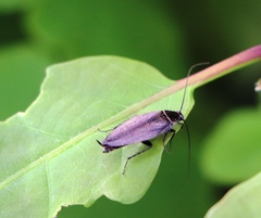 Ectobius erythronotus