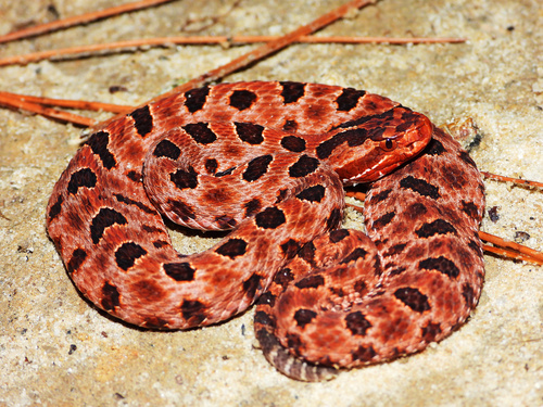 Pygmy Rattlesnake