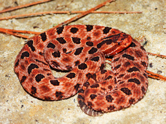 Pygmy Rattlesnake photo 1