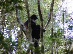 Propithecus edwardsi