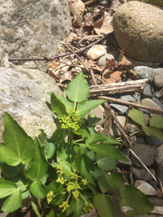 Thaspium barbinode