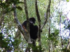 Propithecus edwardsi