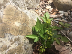 Thaspium barbinode