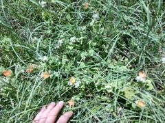 Sphaeralcea lindheimeri