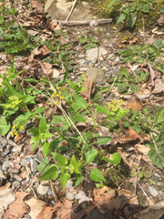 Thaspium barbinode