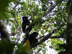 Propithecus edwardsi